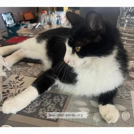 Foto 1/1 Hakou Chat perdido en Meynes