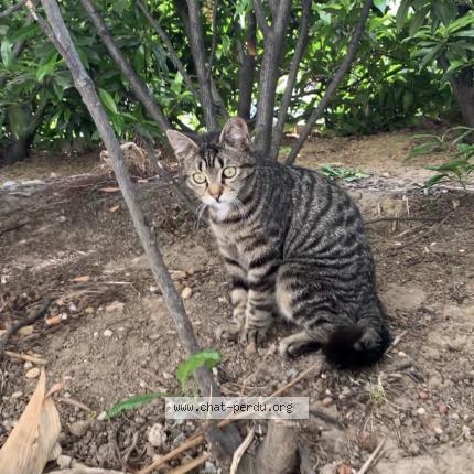 Foto 1/1 Titi Chat perdido en Le blanc mesnil