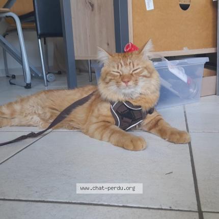 Foto 1/1 Camille Mennessier Chat perdido en Fr 74970 marignier