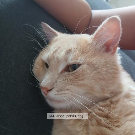 Foto 1/1 Neige Chat perdido en Saint maurice l exil