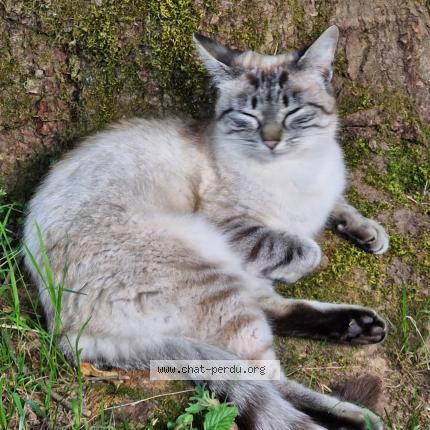 Foto 1/1 Athena Chat perdido en Figeac