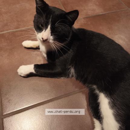 Foto 1/1 Gato encontrado Encontrado en Cohade