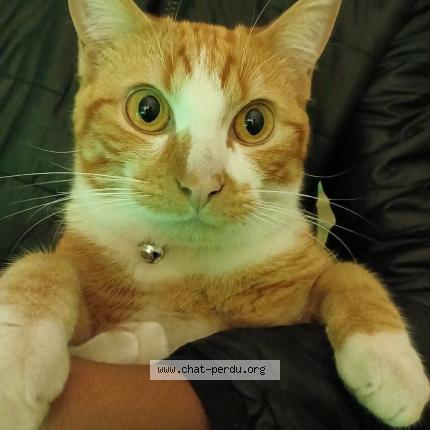 Foto 1/1 Saphir Chat perdido en Tampon