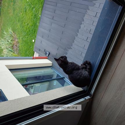 Foto 1/1 Tige Chat perdido en Barizey