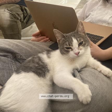 Foto 1/1 Violette Chat perdido en Aix en provence