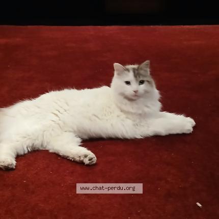 Foto 1/1 Paillette Chat perdido en Tarascon