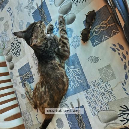 Foto 1/1 Panthère Chat perdido en Le beausset