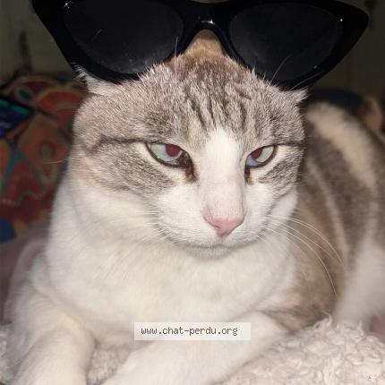 Foto 1/1 Pouki Chat perdido en Libourne 33500