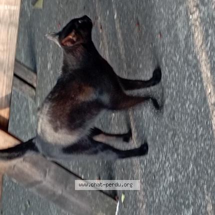 Foto 1/1 Moka Chat perdido en St didier en velay