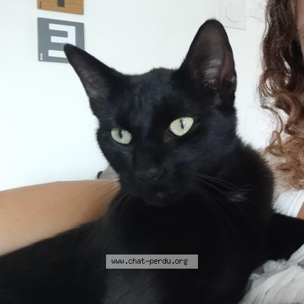 Foto 1/1 Estelle TRIOMPHE Chat perdido en Vindry sur turdine