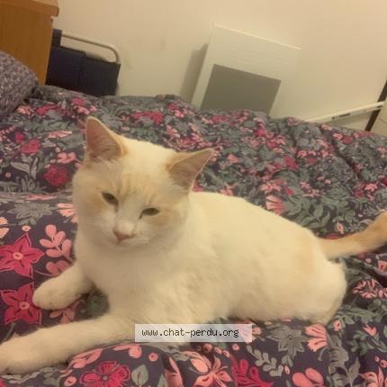 Foto 1/1 Plume Chat perdido en Ramonville