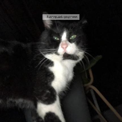 Foto 1/2 Gato encontrado Encontrado en Herouville saint clair