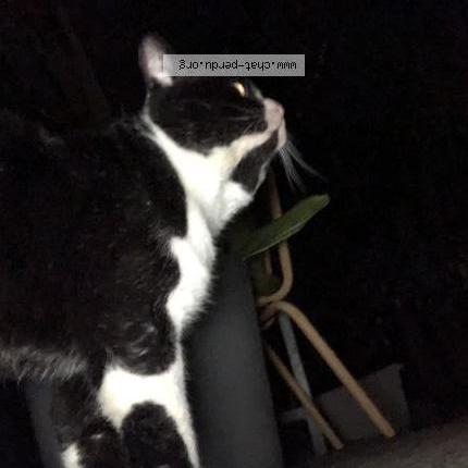 Foto 2/2 Gato encontrado Encontrado en Herouville saint clair