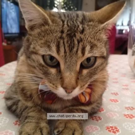 Foto 1/1 Romy Chat perdido en St quentin