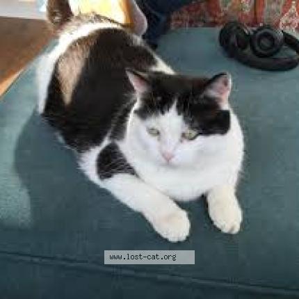 Foto 1/1 Minnie Chat perdido en Cobourg