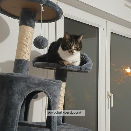 Foto 1/1 Garçon Chat perdido en Bourg la reine