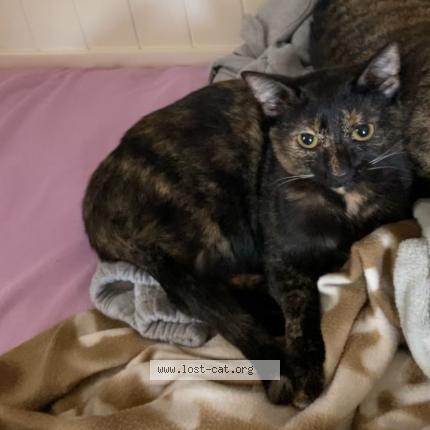 Foto 1/1 Mitzy Chat perdido en Mims