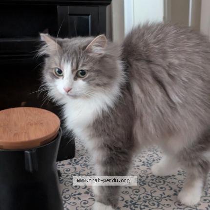 Foto 1/1 Lolita Chat perdido en Montreal