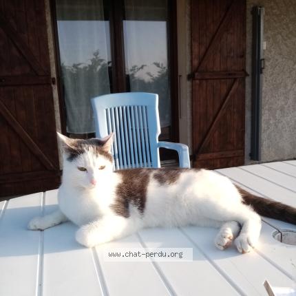 Foto 1/1 Indy Chat perdido en Charnecles