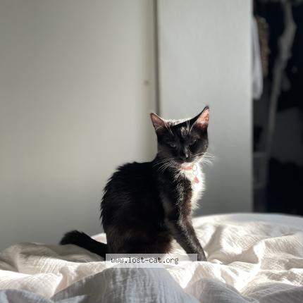 Foto 1/1 Jiji Chat perdido en Visalia