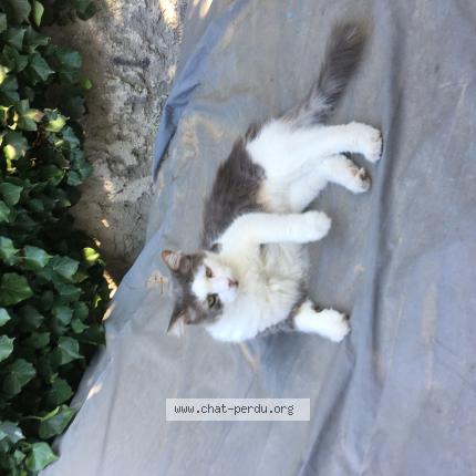 Foto 1/1 Pepere Chat perdido en Marseille