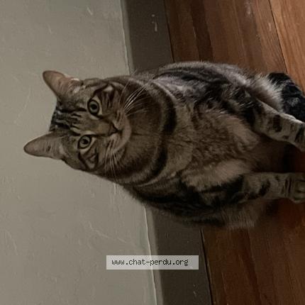 Foto 1/1 Gotama Chat perdido en Oullins