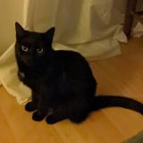 Foto del gato perdido en Angers