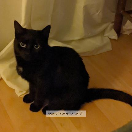 Foto 1/1 Kiki Chat perdido en Angers