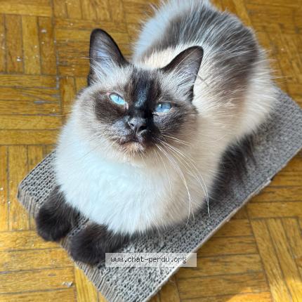 Foto 1/1 Saphir Chat perdido en Saint maur des fosses