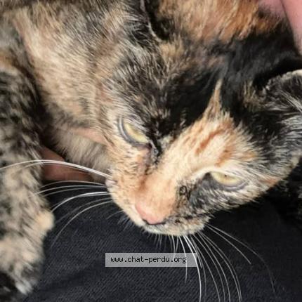Foto 1/1 Ulysse Chat perdido en Mazerolles