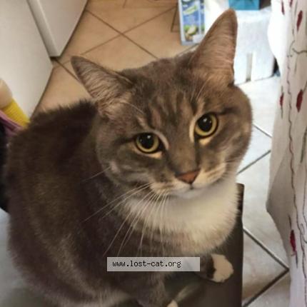 Foto 1/1 Vincent Chen Chat perdido en Croydon