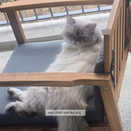 Foto 1/1 Pito Chat perdido en Angers