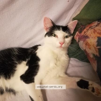 Foto 1/1 Gato encontrado Perdido en Artenay