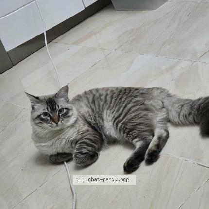 Foto 1/1 Mirage Chat perdido en Annaba