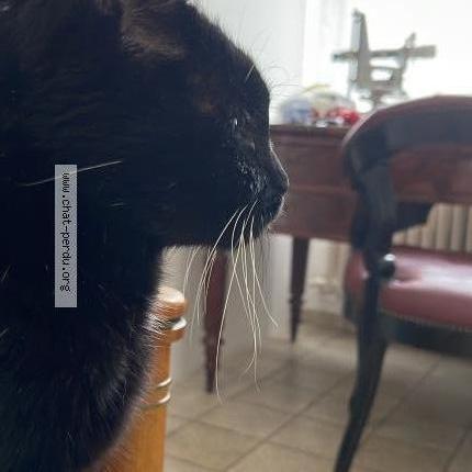 Foto 1/1 Régine MARCK AMIEL Chat perdido en Epernay