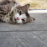 Foto del gato perdido en Saint Amarin