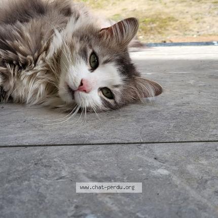 Foto 1/1 Pantoufle Chat perdido en Saint amarin