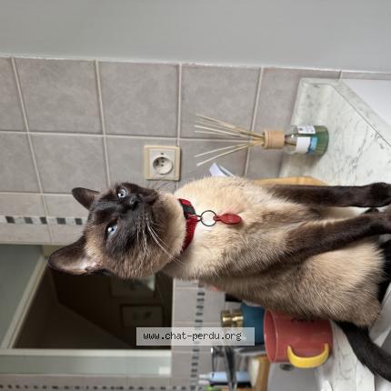 Foto 1/1 Maru Chat perdido en Le poinconnet