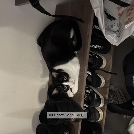 Foto 1/1 Oreo Chat perdido en Ballancourt sur essonnes