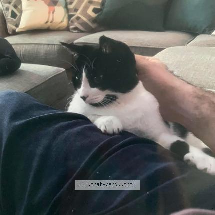 Foto 1/1 Lucky Chat perdido en Brownsburg chatham