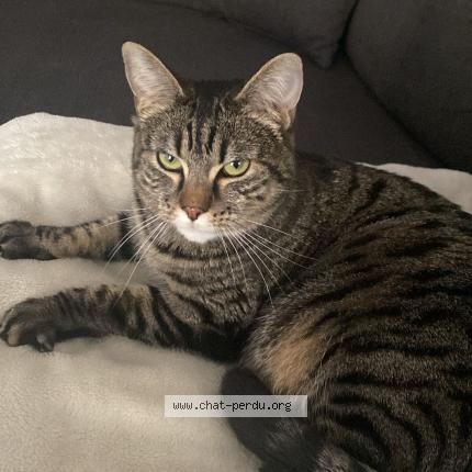 Foto 1/1 Maia Chat perdido en Morteau
