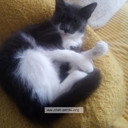 Foto 1/1 Yumi Chat perdido en Cambrai