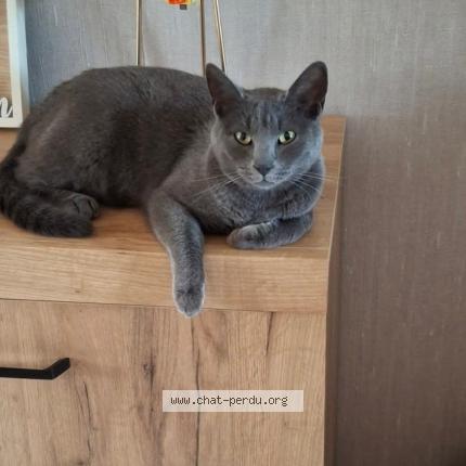 Foto 1/1 Urfée Chat perdido en Lauwin planque