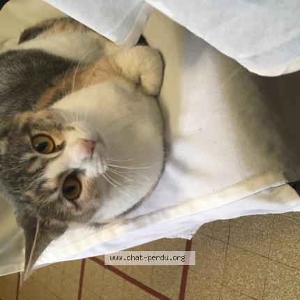 Foto 1/1 Sushi Chat perdido en Blagnac