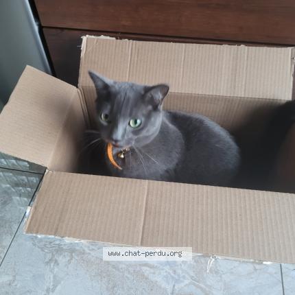 Foto 1/1 Shinta Chat perdido en Longueuil