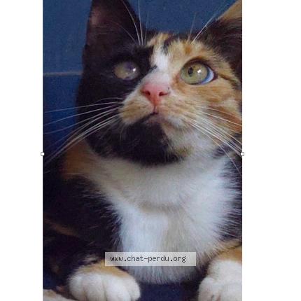 Foto 1/1 Jessica Chat perdido en Caumont