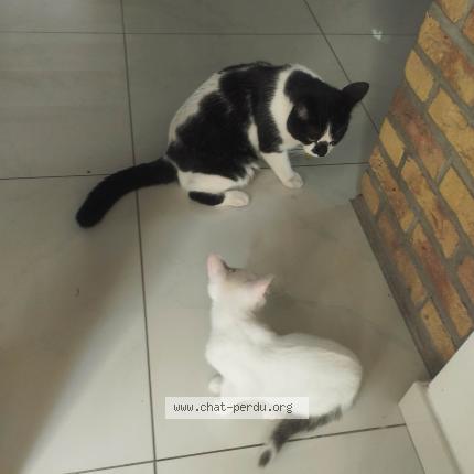 Foto 1/1 Slash Chat perdido en Roubaix