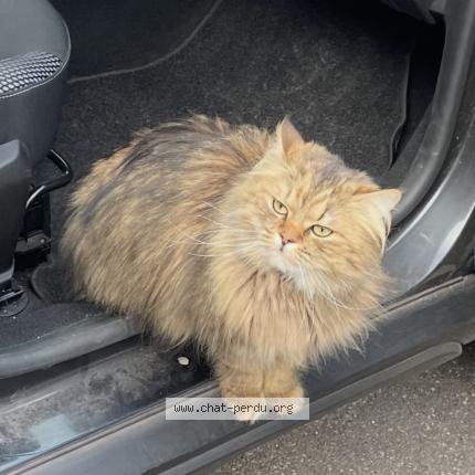 Foto 1/1 Nounou Chat perdido en Strasbourg