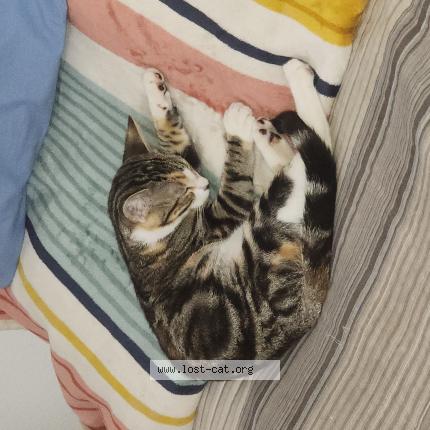 Foto 1/1 Golyawna Chat perdido en Albuquerque