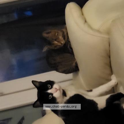 Foto 1/1 Oreo Chat perdido en Le havre